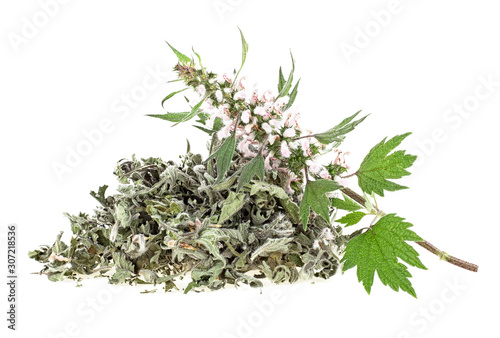 Pile of dried motherwort herb and fresh branch on a white background. Yi mu cao.