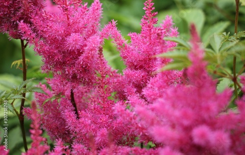 flower astilbe chinensis vision in pink