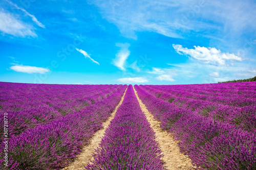 Lavender flower blooming fields endless rows. Valensole Provence, France.