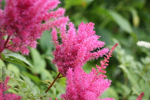 flower astilbe chinensis vision in pink