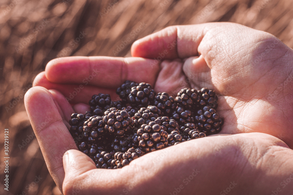 A pair of hands holding a handful of freshly harvested blackberries from the field in the afternoon. golden hour. view inclinated A pair of hands holding a handful of freshly harvested blackberries from the field in the afternoon. golden hour. view inclinated