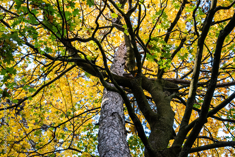 Obraz premium wallpaper representing many trees with green and yellow branches in a park on an autumn sunny day
