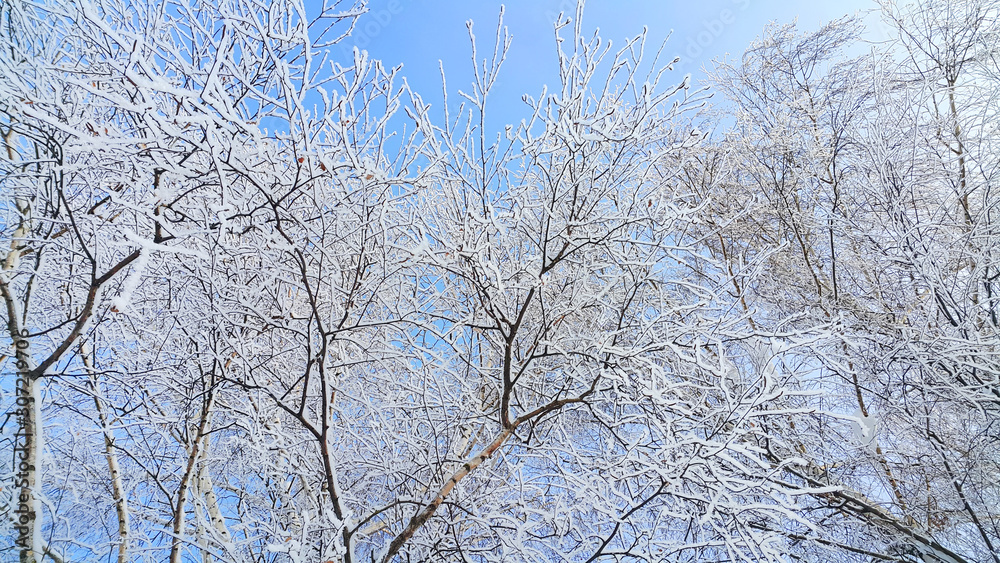 Beautiful branches of trees covered with snow Beautiful branches of trees covered with snow