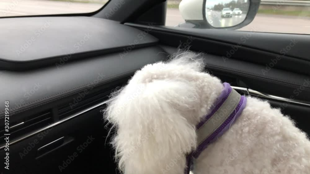 Traveling by car with a cute white miniature poodle. The poodle is sitting on the passenger seat and taking a look to camera. Super cute and fluffy dog that's a great travel buddy for a globetrotter. Traveling by car with a cute white miniature poodle. The poodle is sitting on the passenger seat and taking a look to camera. Super cute and fluffy dog that's a great travel buddy for a globetrotter.