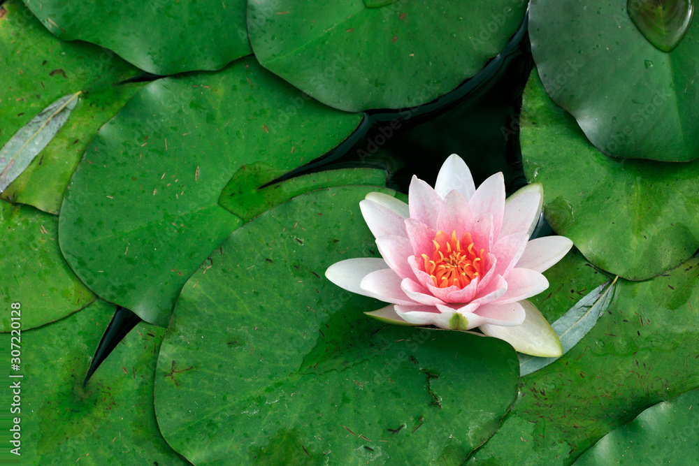 Pollen dirty lake with water lily