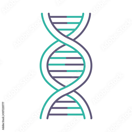DNA helix violet and turquoise color icon. Deoxyribonucleic, nucleic acid structure. Spiraling strands. Chromosome. Molecular biology. Genetic code. Genome. Genetics. Isolated vector illustration