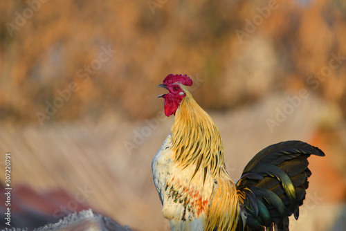 A rooster sits on a hill and crowes with an open beak. photo