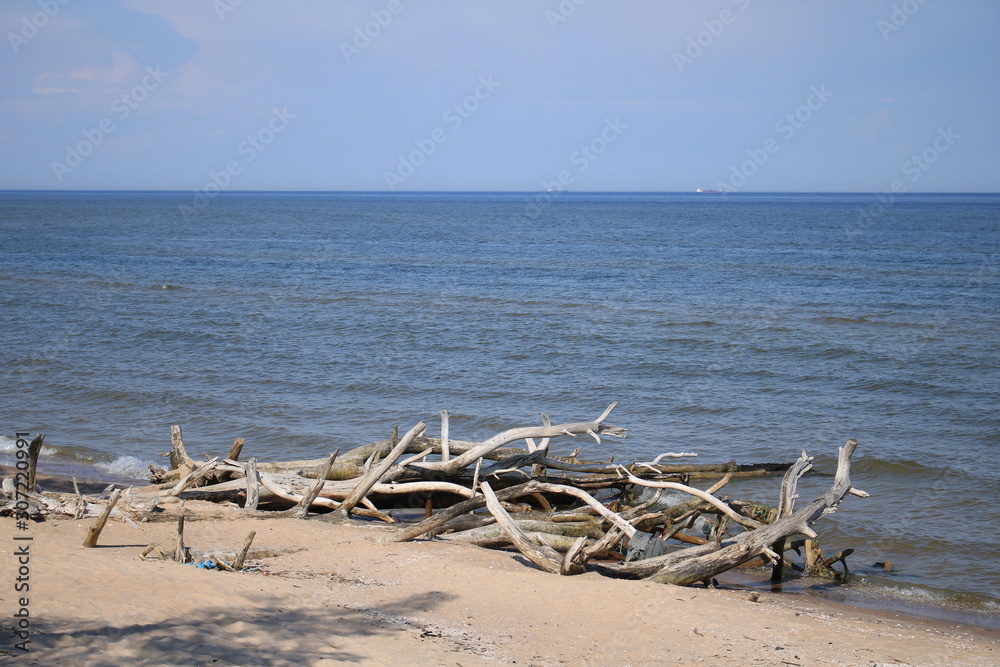 Old dried driftwood thrown onto the sandy shore of the bay Old dried driftwood thrown onto the sandy shore of the bay
