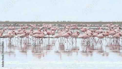 Colony of Flamingos on the Natron lake. Lesser Flamingo Scientific name: Phoenicoparrus minor. Tanzania, Africa 4k photo