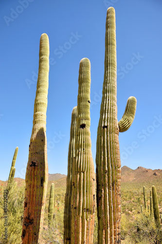 Beautiful tall Saguaro cacti seen in Saguaro National Park during a hot summer day, Tuscon, Arizona