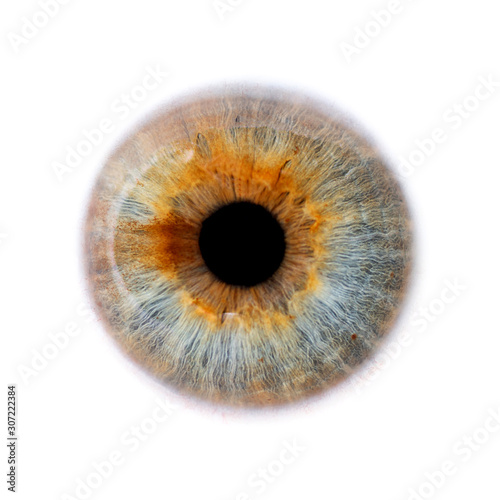 iris