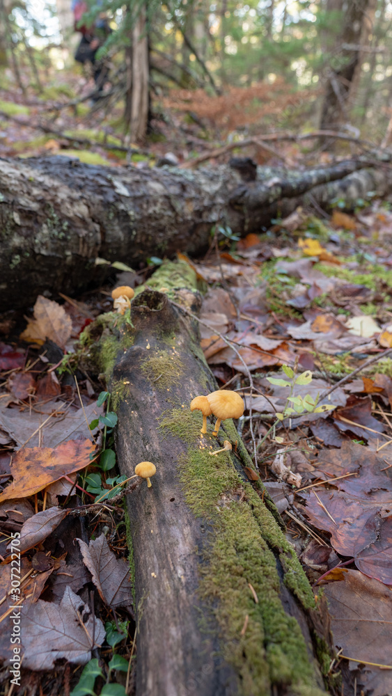 Yellow mushrooms grow on fallen trees - beautiful north-american autumn Yellow mushrooms grow on fallen trees - beautiful north-american autumn