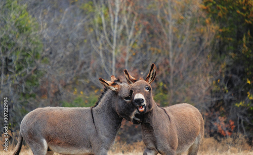 Fotografia Pair of mini donkeys play in rural field during winter season.