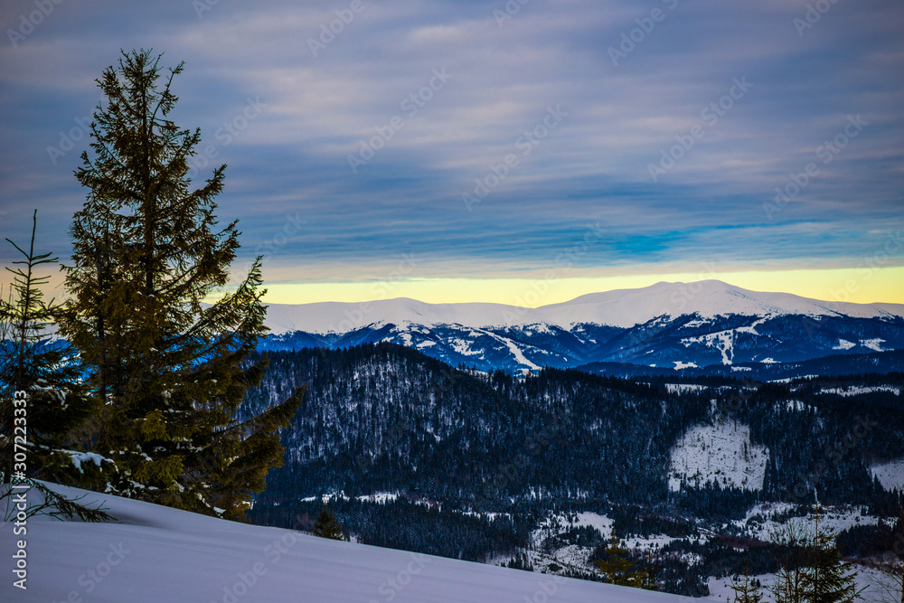 Beautiful mystical landscape of coniferous trees