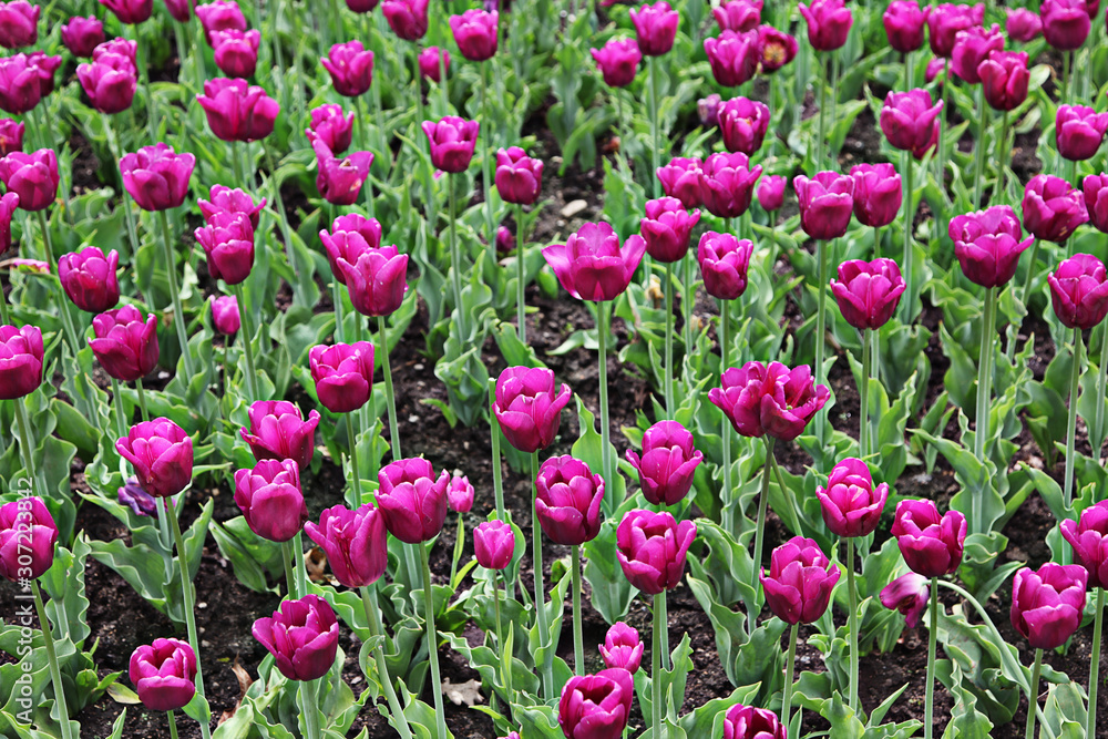 Beautiful spring tulip flowers in coloful garden