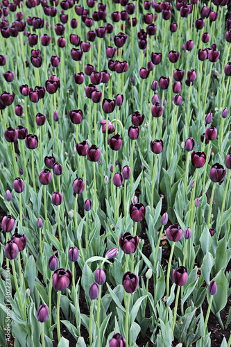 Beautiful spring tulip flowers in coloful garden
