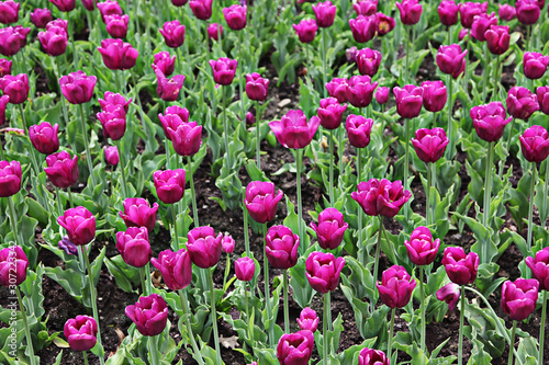 Beautiful spring tulip flowers in coloful garden