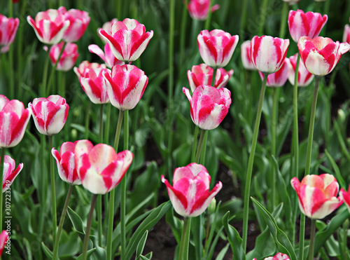 Beautiful spring tulip flowers in coloful garden