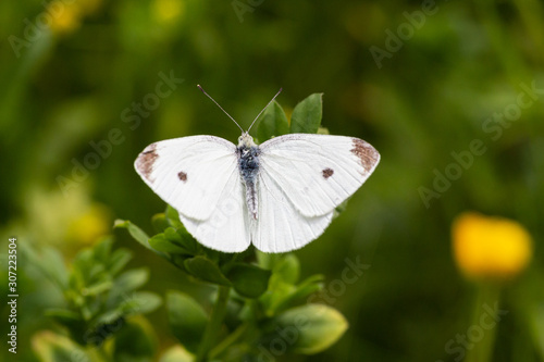 Macro of a cabbage white (pieris rapae) butterfly with blurred bokeh background  pesticide free environmental protection concept  © lotusblüte17