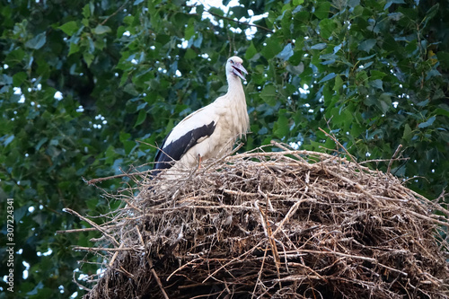 Storch in einem Nest