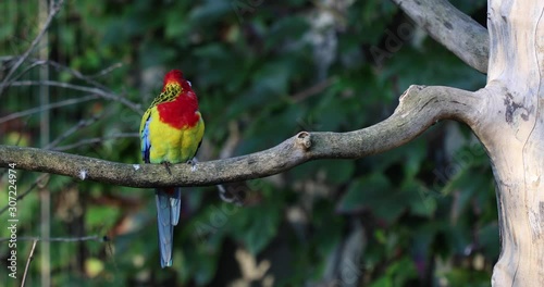 Close up of an eastern rosella (Platycercus eximius) sitting alone on a branch of a tree.