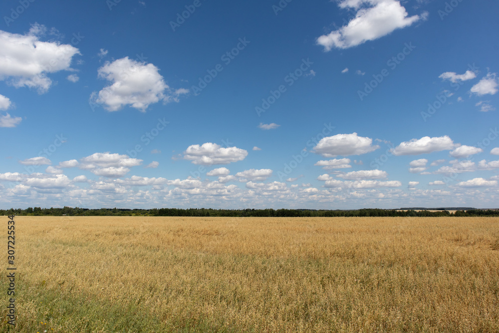 wheat field and blue sky