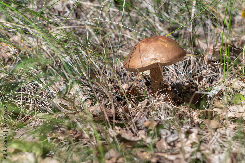 birch mushroom in the forest birch mushroom in the forest