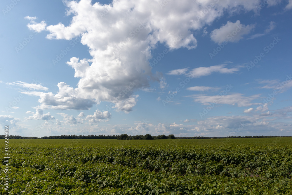 soybean field under a cloudy sky