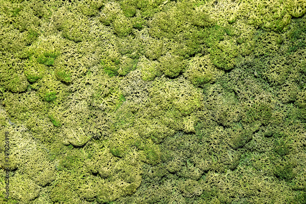 Wall covered with natural decorative green moss.  Side lighting. Texture. Wallpaper. Close-up. Selective focus.