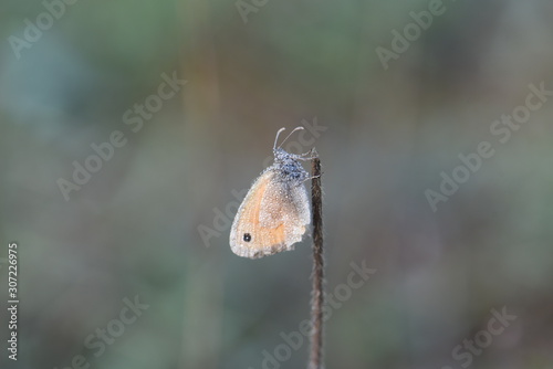 Macro photography of brown and orange butterfly photo