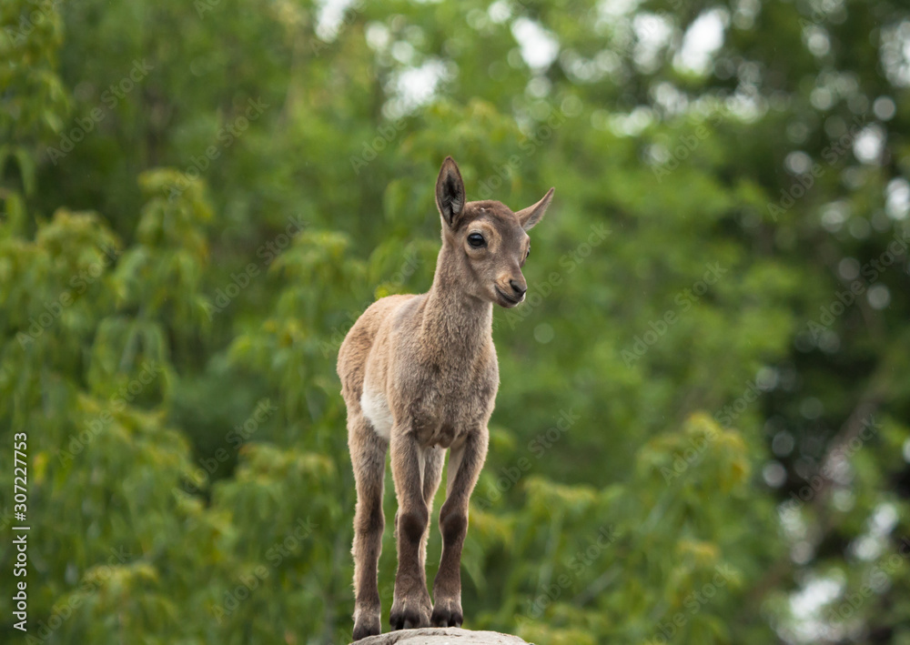 Fototapeta premium Young East Caucasian tur (Capra cylindricornis) on elevation
