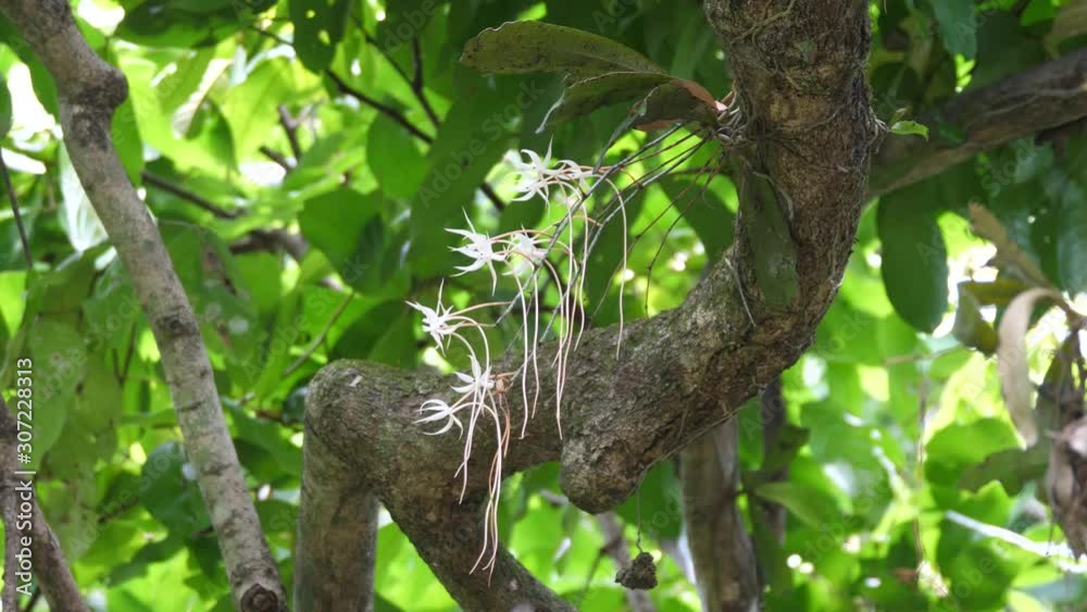White orchids in the forest of Angola White orchids in the forest of Angola