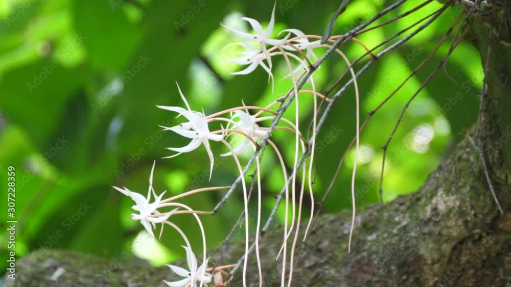 White orchids in the forest of Angola White orchids in the forest of Angola