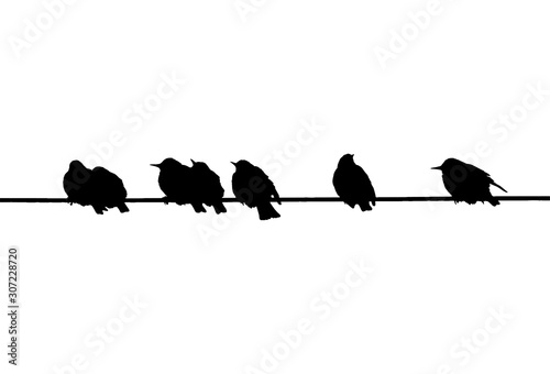 Common starlings on power line. Vector silhouette a flock of birds