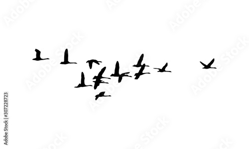 Whooper swans wedge in flight. Vector silhouette a flock of birds