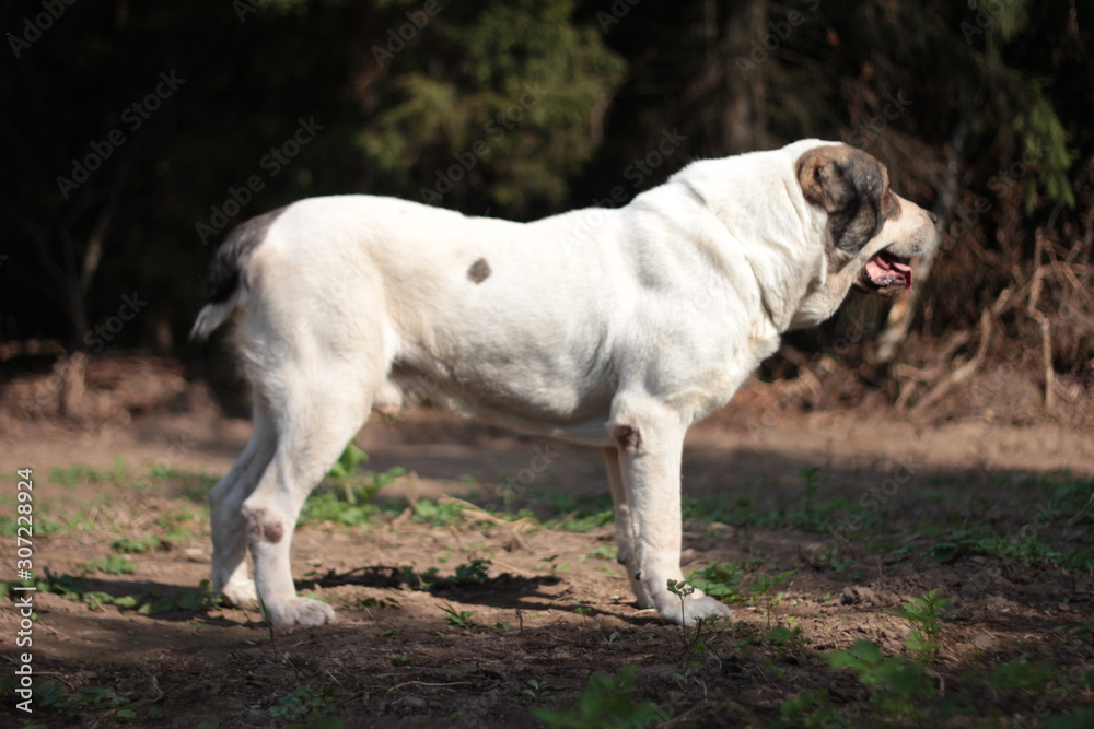 Beautiful black and white alabai central Asian shepherd dog