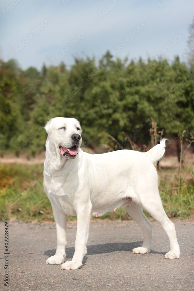 Beautiful black and white alabai central Asian shepherd dog