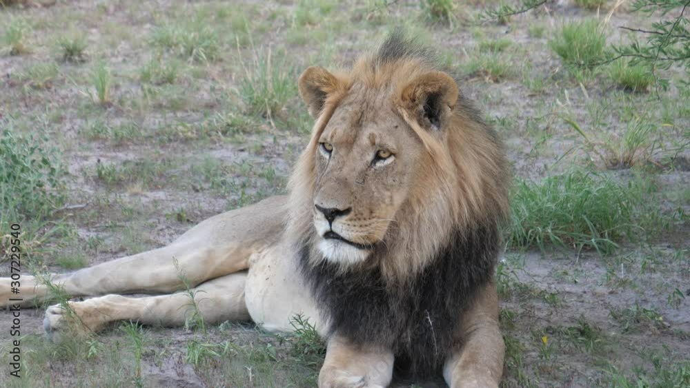Male lion with sleepy eyes at Central Kalahari Game Reserve, Botswana Male lion with sleepy eyes at Central Kalahari Game Reserve, Botswana
