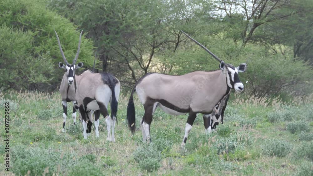 Close up from a herd of gemsbok in Central Kalahari Game Reserve, Botswana