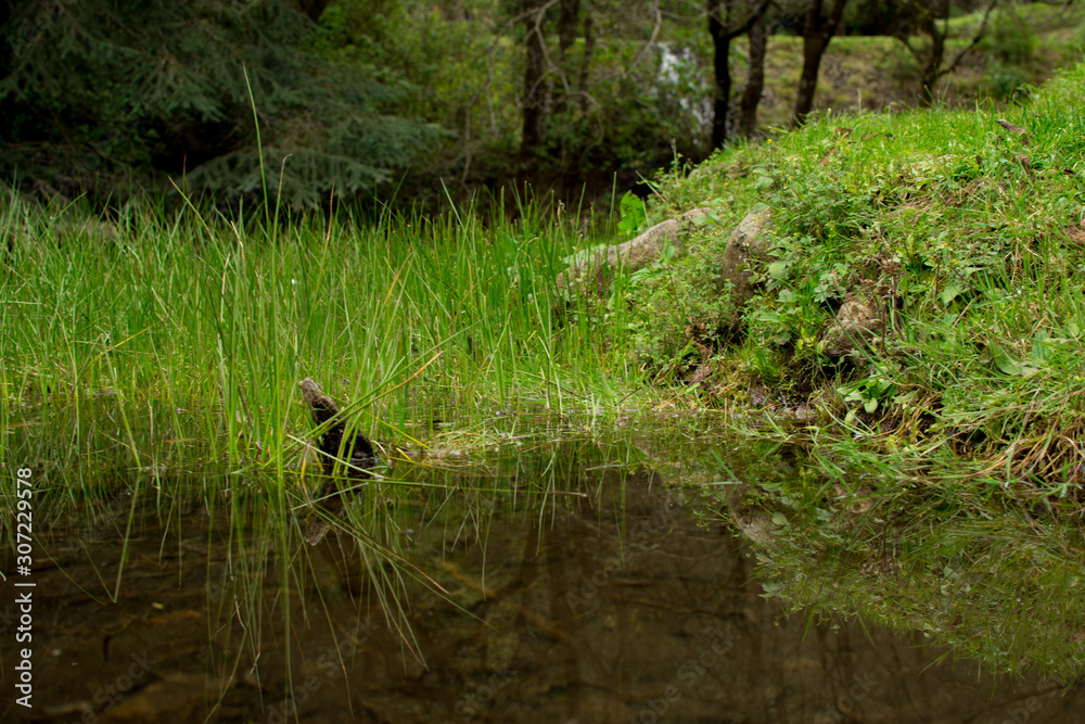 Fototapeta premium Bosque
