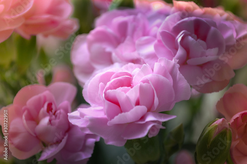 Pink bush carnation  beautiful bright bouquet