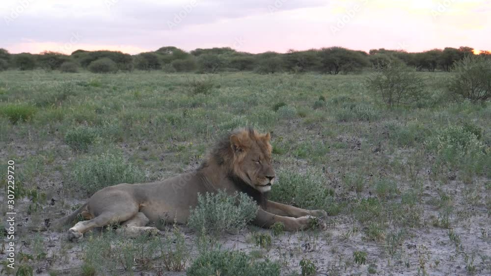 Male lion resting at the savanna during sunset at Central Kalahari Game Reserve, Botswana Male lion resting at the savanna during sunset at Central Kalahari Game Reserve, Botswana