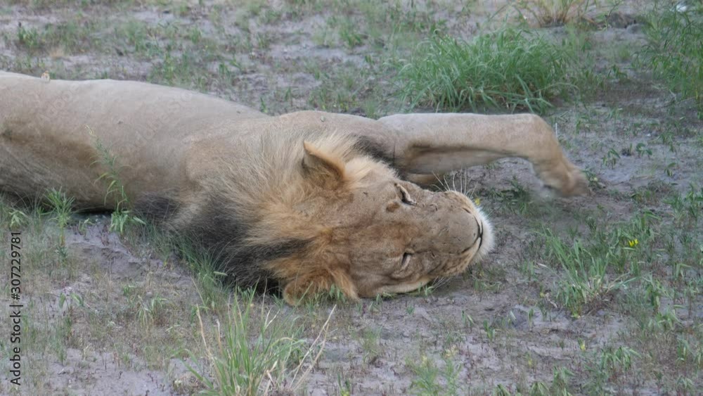 Male lion yawning and waking up at Central Kalahari Game Reserve, Botswana Male lion yawning and waking up at Central Kalahari Game Reserve, Botswana
