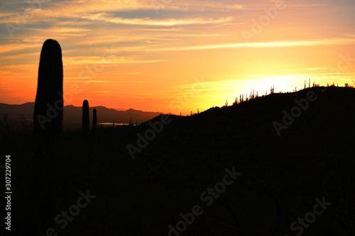 Epic sunset with silhouettes of Saguaro Cacti, seen from the King Canyon Trail in Saguaro National Park, Tuscon, Arizona