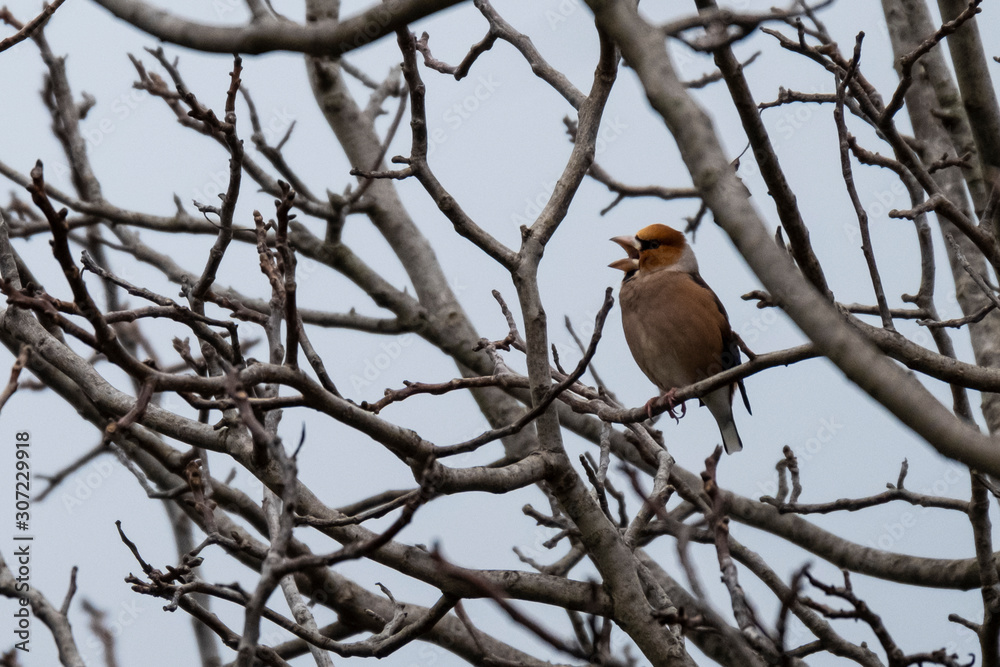 A robin on a branch A robin on a branch