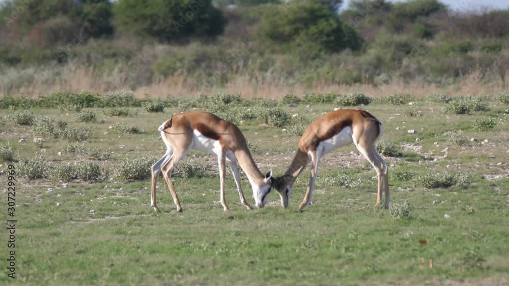 Springbok locking horns in a fight at Central Kalahari Game Reserve in Botswana Springbok locking horns in a fight at Central Kalahari Game Reserve in Botswana