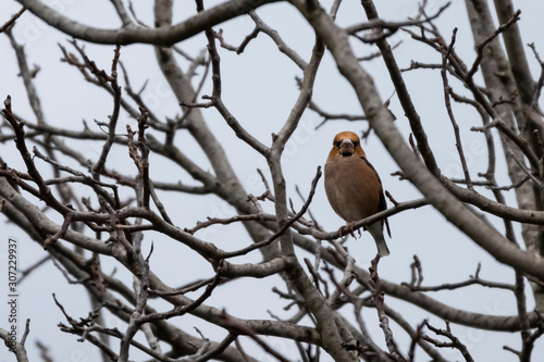 A male of hawfinch sitting on a branch