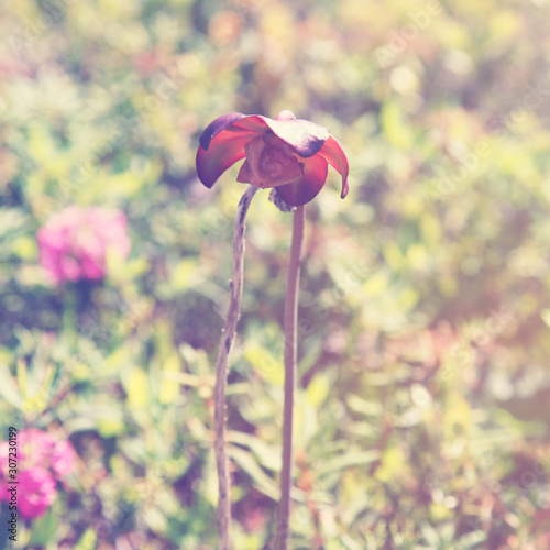 flowers in the garden