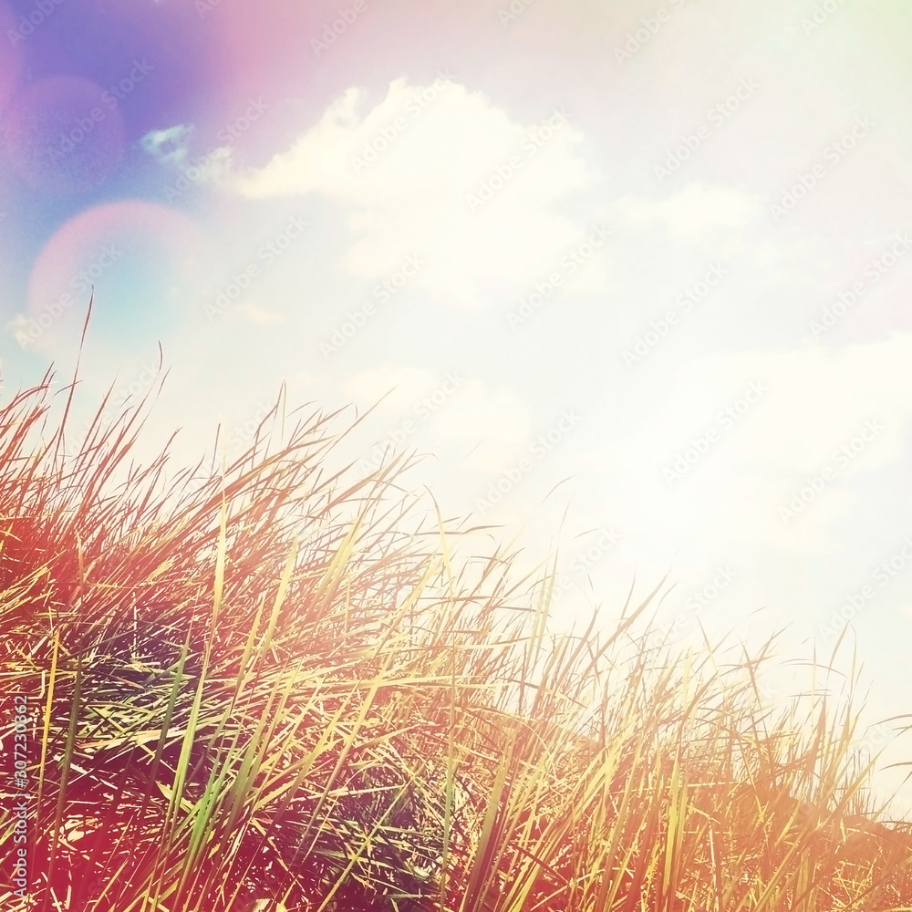 Obraz na plátně grass and sky
