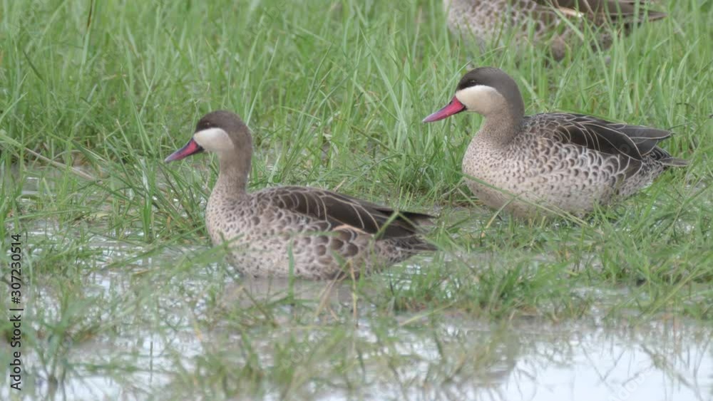 Red billed teal ducks in Chobe National Park in Botswana Red billed teal ducks in Chobe National Park in Botswana